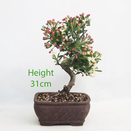 Dwarf Crab Apple Flowering Bonsai Tree Malus Number 211P