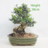 Olive Bonsai Tree Number 33Y