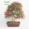 Acer Palmatum Deshojo Japanese Maple Bonsai Tree Number 272P