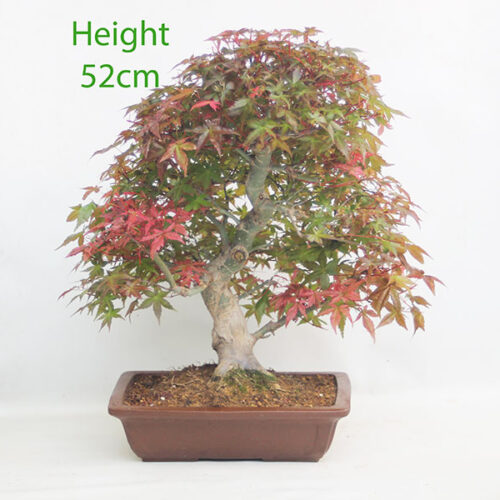 Acer Palmatum Deshojo Japanese Maple Bonsai Tree Number 272P