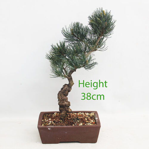 Japanese White Pine Bonsai Tree Number 4Y