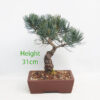 Japanese White Pine Bonsai Tree Number 16Y