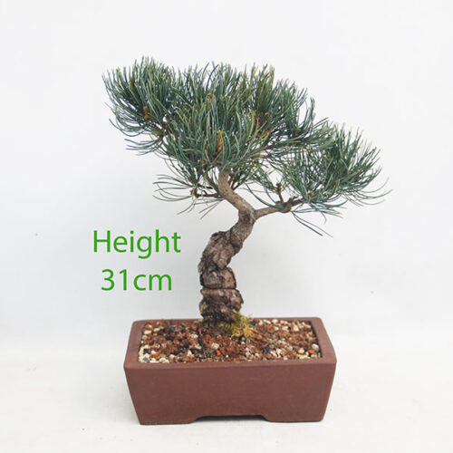 Japanese White Pine Bonsai Tree Number 16Y