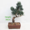 Japanese White Pine Bonsai Tree Number 172P