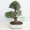 Seiju Elm Bonsai Tree Number 196P