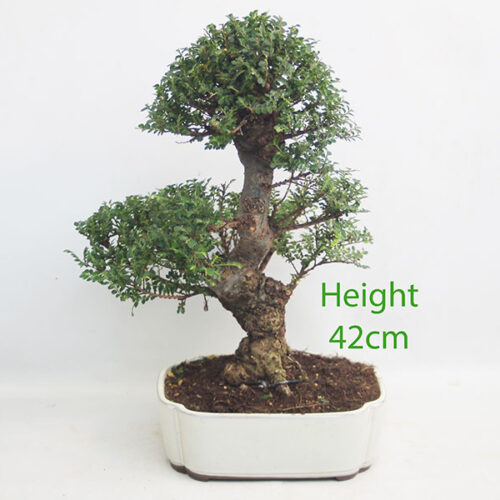 Seiju Elm Bonsai Tree Number 196P