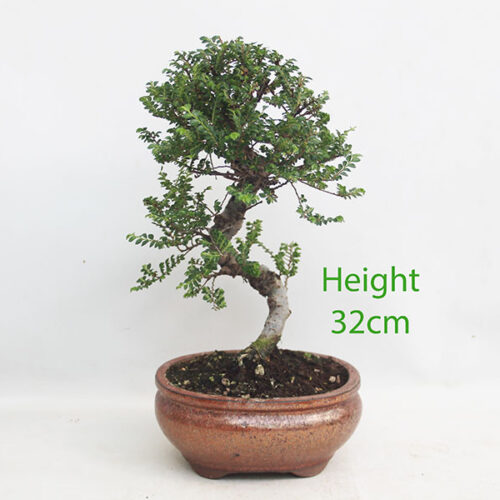 Seiju Elm Bonsai Tree Number 91P