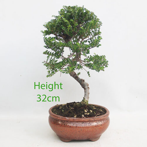 Seiju Elm Bonsai Tree Number 241P