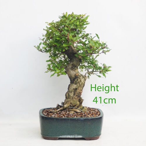 Pomegranate Nejikan Flowering Bonsai Tree Punica Number 40P
