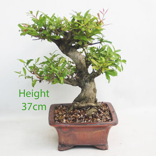 Pomegranate Nejikan Flowering Bonsai Tree Punica Number 64Y