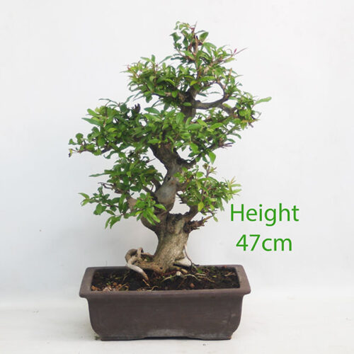 Pomegranate Nejikan Flowering Bonsai Tree Punica Number 101Y