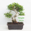 Pomegranate Nejikan Flowering Bonsai Tree Punica Number 95Y