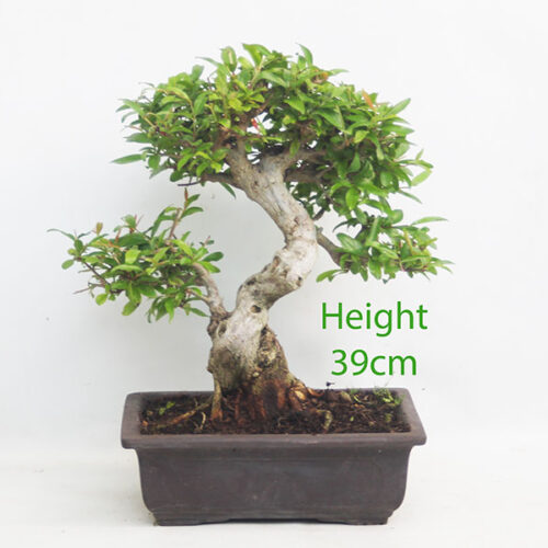 Pomegranate Nejikan Flowering Bonsai Tree Punica Number 95Y