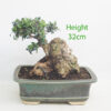 Olive Bonsai Tree Number 7P