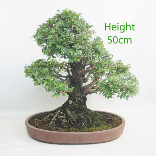 Cork Bark Chinese Elm Bonsai Tree Number 19Y