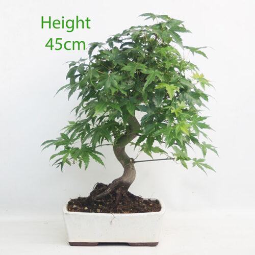 Acer Palmatum Japanese Maple Bonsai Tree Number 34Y