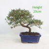 Coprosma Bonsai Tree Number 60B
