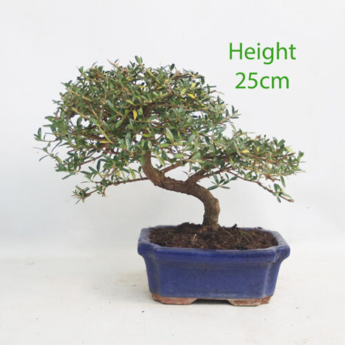 Coprosma Bonsai Tree Number 60B