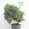 Chinese Juniper Bonsai Tree Part Trained Number 217P