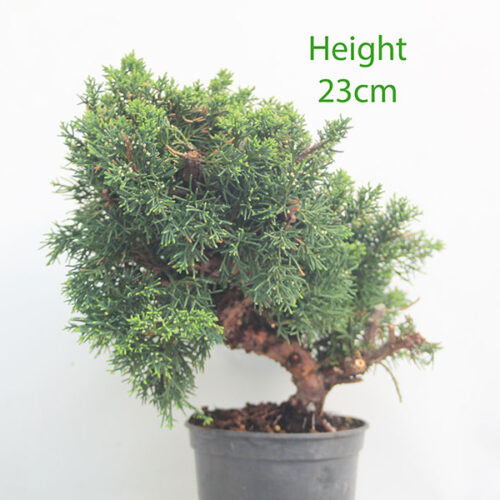 Chinese Juniper Bonsai Tree Part Trained Number 217P