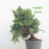 Chinese Juniper Bonsai Tree Part Trained Number 55P