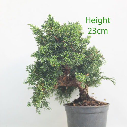 Chinese Juniper Bonsai Tree Part Trained Number 55P
