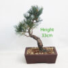 Japanese White Pine Bonsai Tree Number 79P