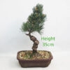 Japanese White Pine Bonsai Tree Number 236P