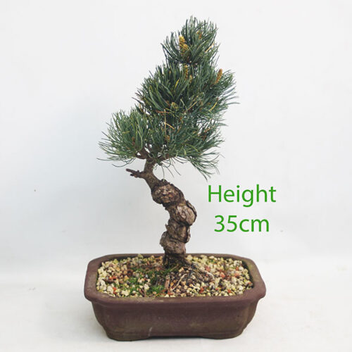 Japanese White Pine Bonsai Tree Number 236P