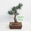 Japanese White Pine Bonsai Tree Number 153P
