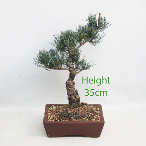 Japanese White Pine Bonsai Tree Number 153P