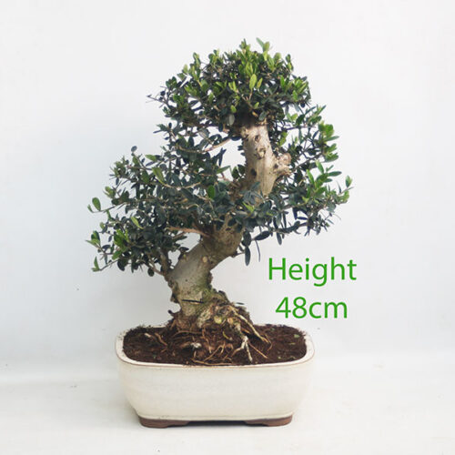 Olive Bonsai Tree Number 182P