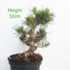 Black Pine Part Trained Bonsai Tree Pinus Thunbergii Number 175P
