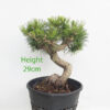 Black Pine Part Trained Bonsai Tree Pinus Thunbergii Number 152P