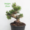 Black Pine Part Trained Bonsai Tree Pinus Thunbergii Number 131P