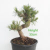 Black Pine Part Trained Bonsai Tree Pinus Thunbergii Number 48Y