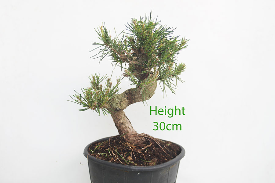 Black Pine Part Trained Bonsai Tree Pinus Thunbergii Number 48Y