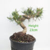 Black Pine Part Trained Bonsai Tree Pinus Thunbergii Number 291P