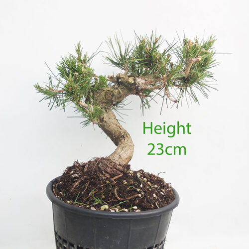 Black Pine Part Trained Bonsai Tree Pinus Thunbergii Number 291P