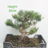 Black Pine Part Trained Bonsai Tree Pinus Thunbergii Number 112P