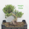 Black Pine Part Trained Bonsai Tree Pinus Thunbergii Number 298P