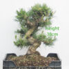 Black Pine Part Trained Bonsai Tree Pinus Thunbergii Number 368P
