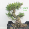 Black Pine Part Trained Bonsai Tree Pinus Thunbergii Number 81P