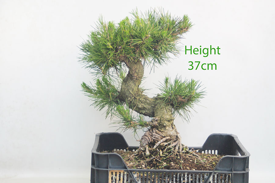 Black Pine Part Trained Bonsai Tree Pinus Thunbergii Number 81P