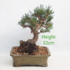 Black Pine Bonsai Tree Pinus Thunbergii Number 171P