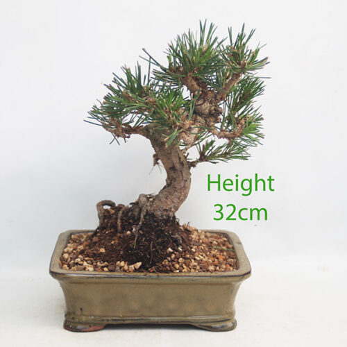 Black Pine Bonsai Tree Pinus Thunbergii Number 171P