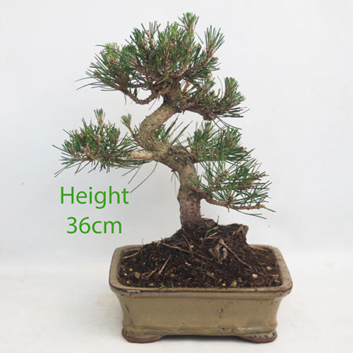 Black Pine Bonsai Tree Pinus Thunbergii Number 360P