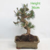 Black Pine Bonsai Tree Pinus Thunbergii Number 237P