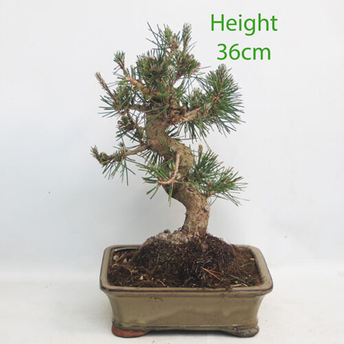 Black Pine Bonsai Tree Pinus Thunbergii Number 237P