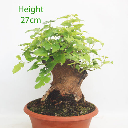 Mulberry Bonsai Tree Part Trained Number 217P